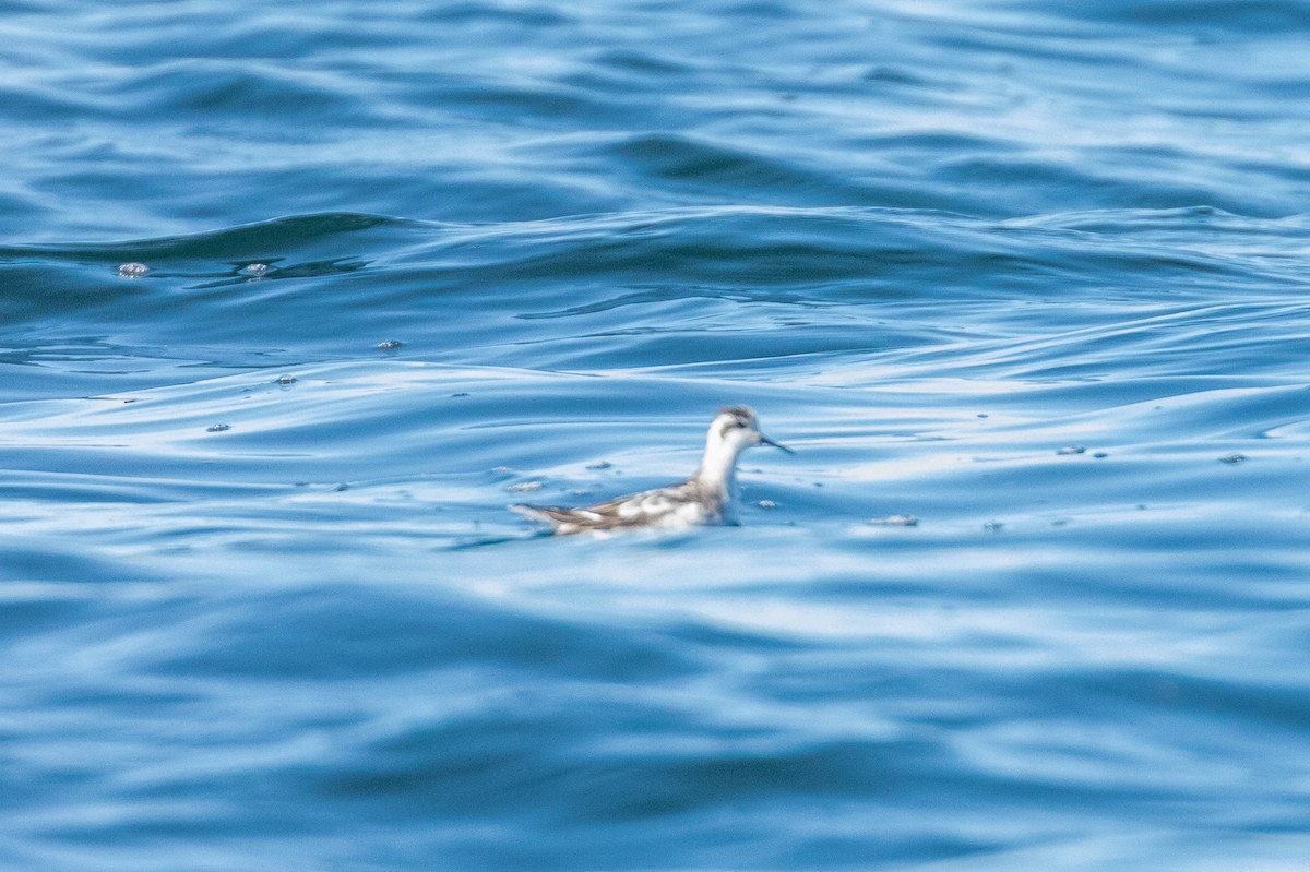 Red-necked Phalarope - ML485463901