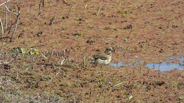 White-bellied Seedeater - ML485465491