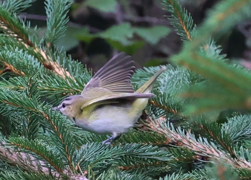 Kızıl Gözlü Vireo - ML485466191