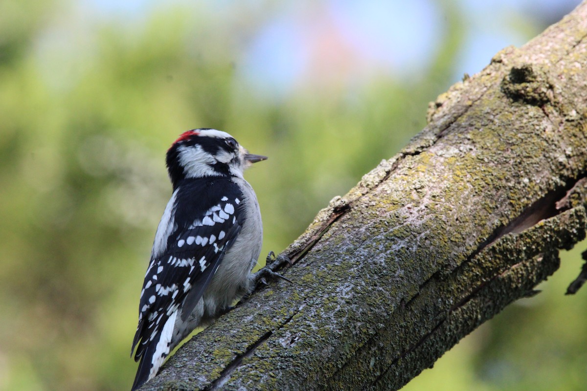 Downy Woodpecker - Marah Brubaker