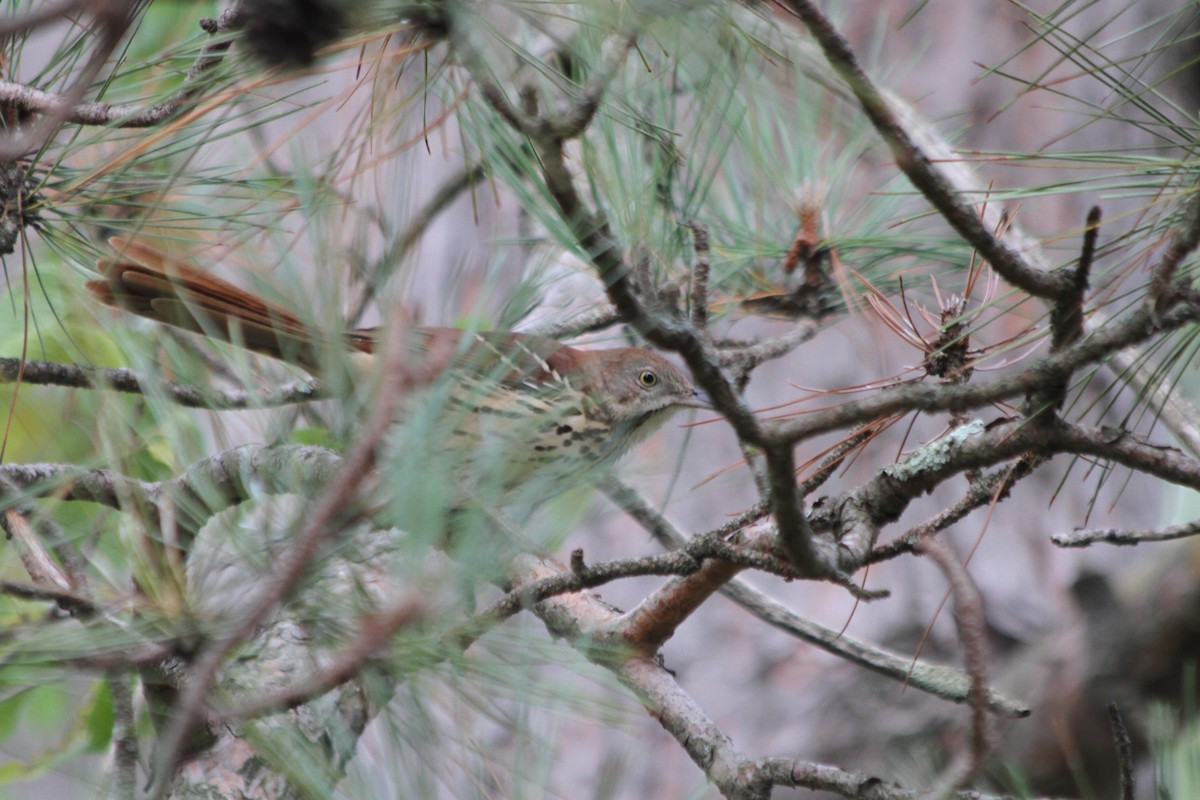 Brown Thrasher - ML485467941