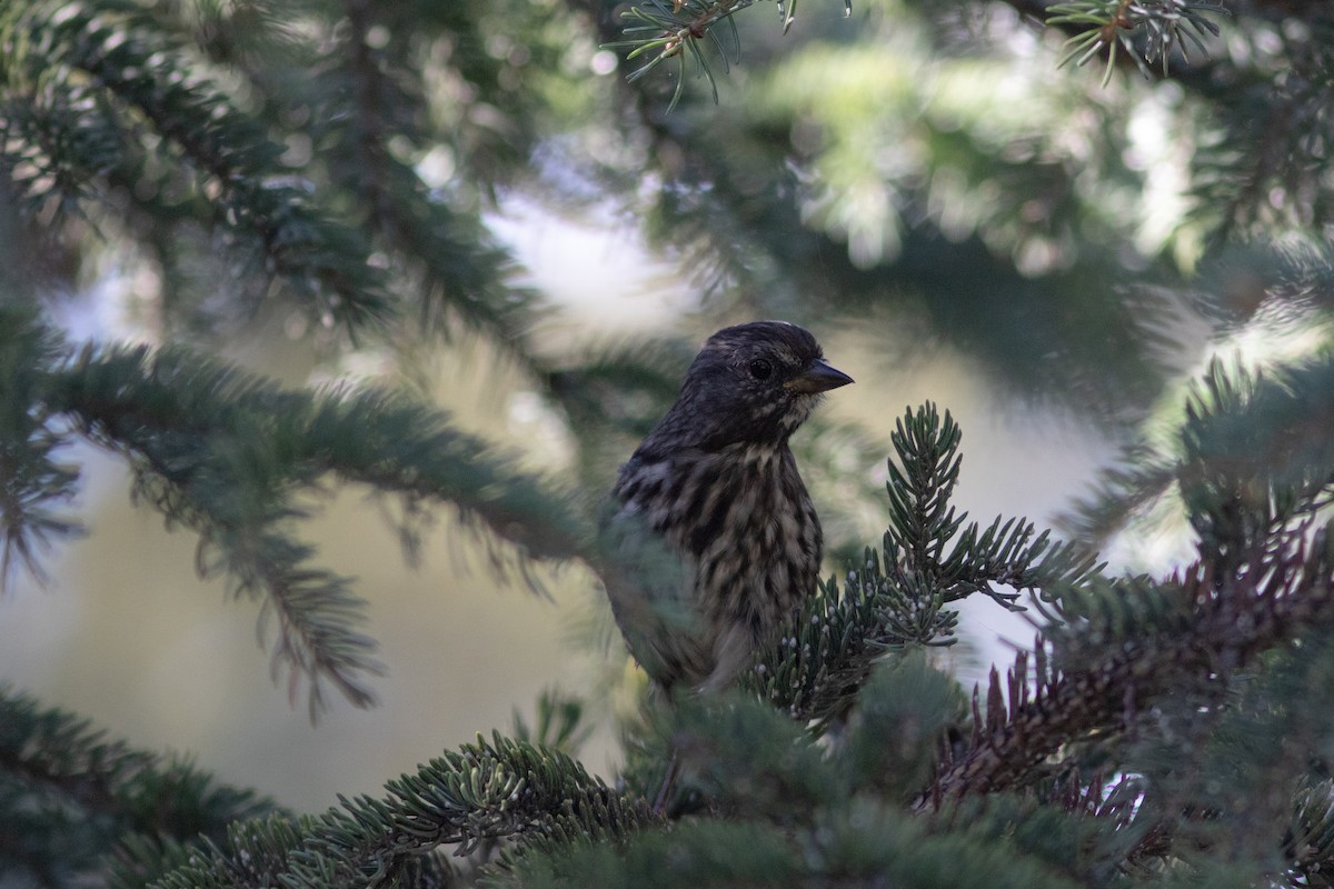 Song Sparrow - ML485469251