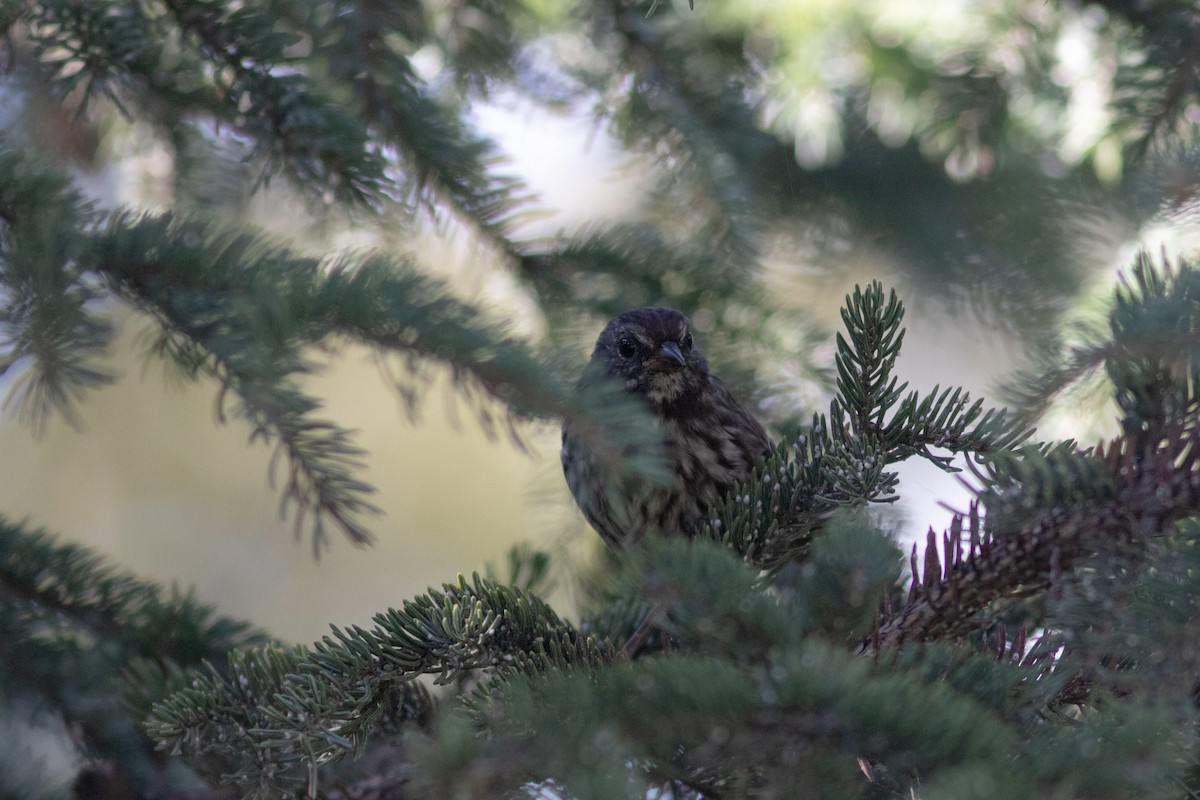 Song Sparrow - ML485469261