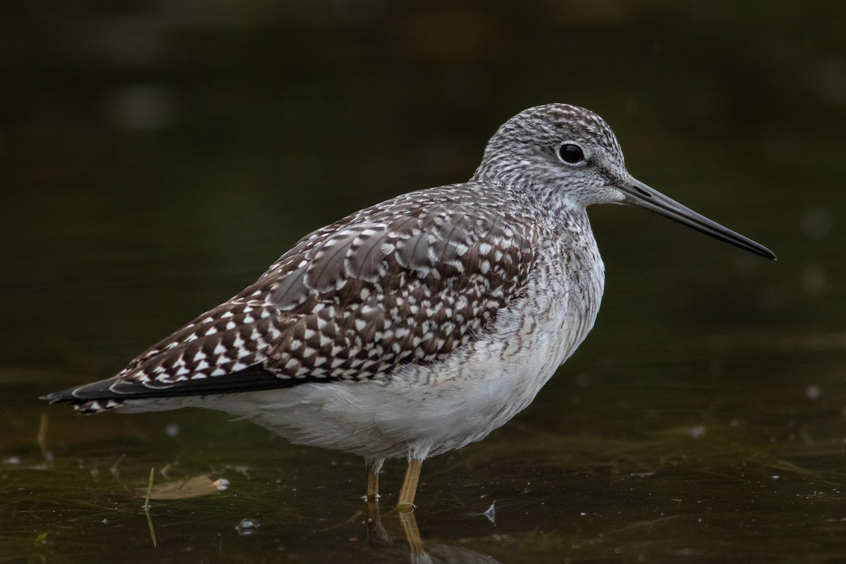 Greater Yellowlegs - ML485469571