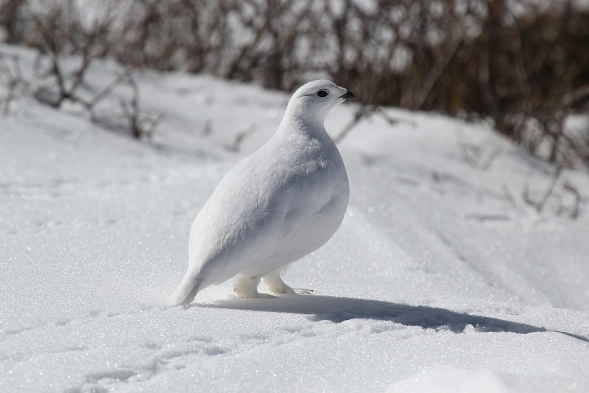 White-tailed Ptarmigan - ML48547311