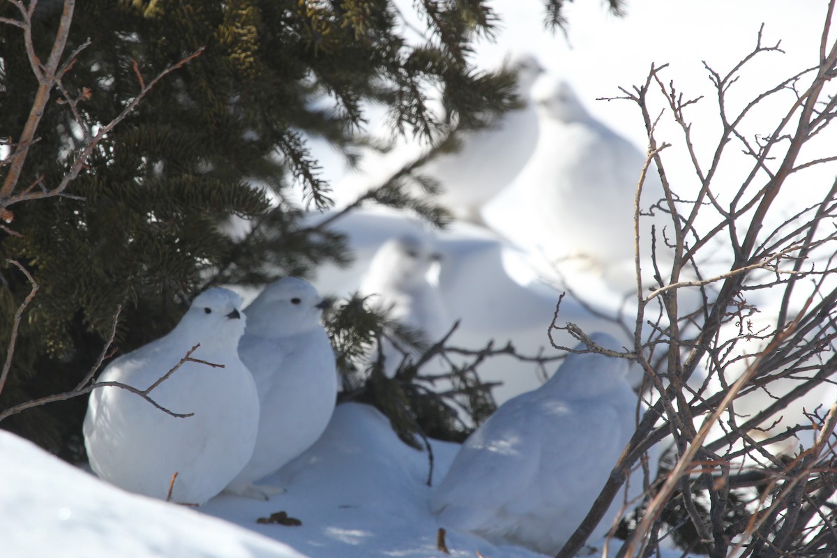 White-tailed Ptarmigan - ML48547411