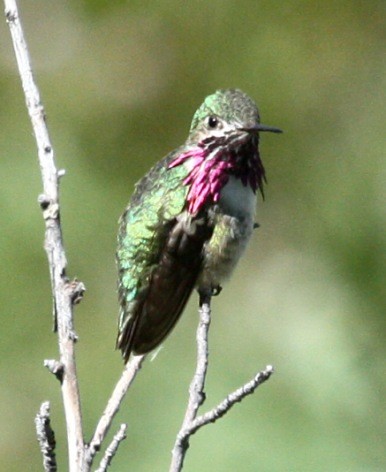 Calliope Hummingbird - John Cassady