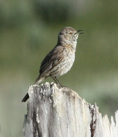 Sage Thrasher - ML48547531