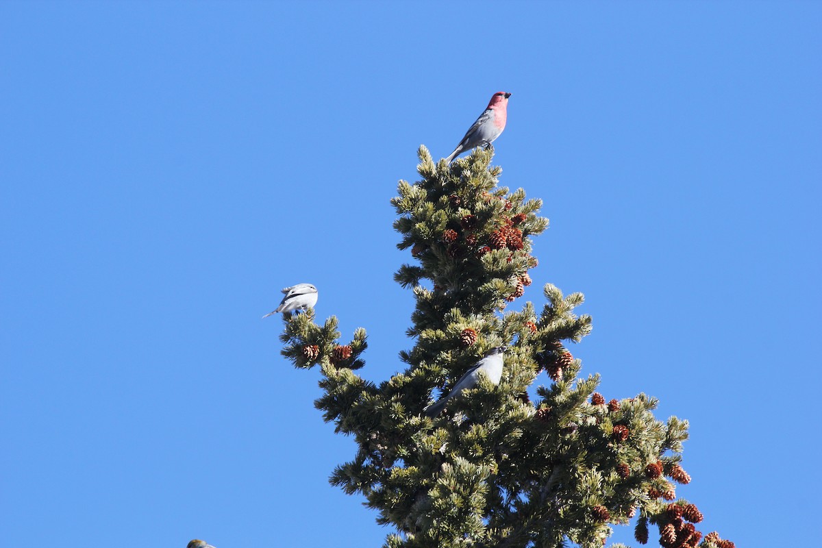 Pine Grosbeak - ML48547551