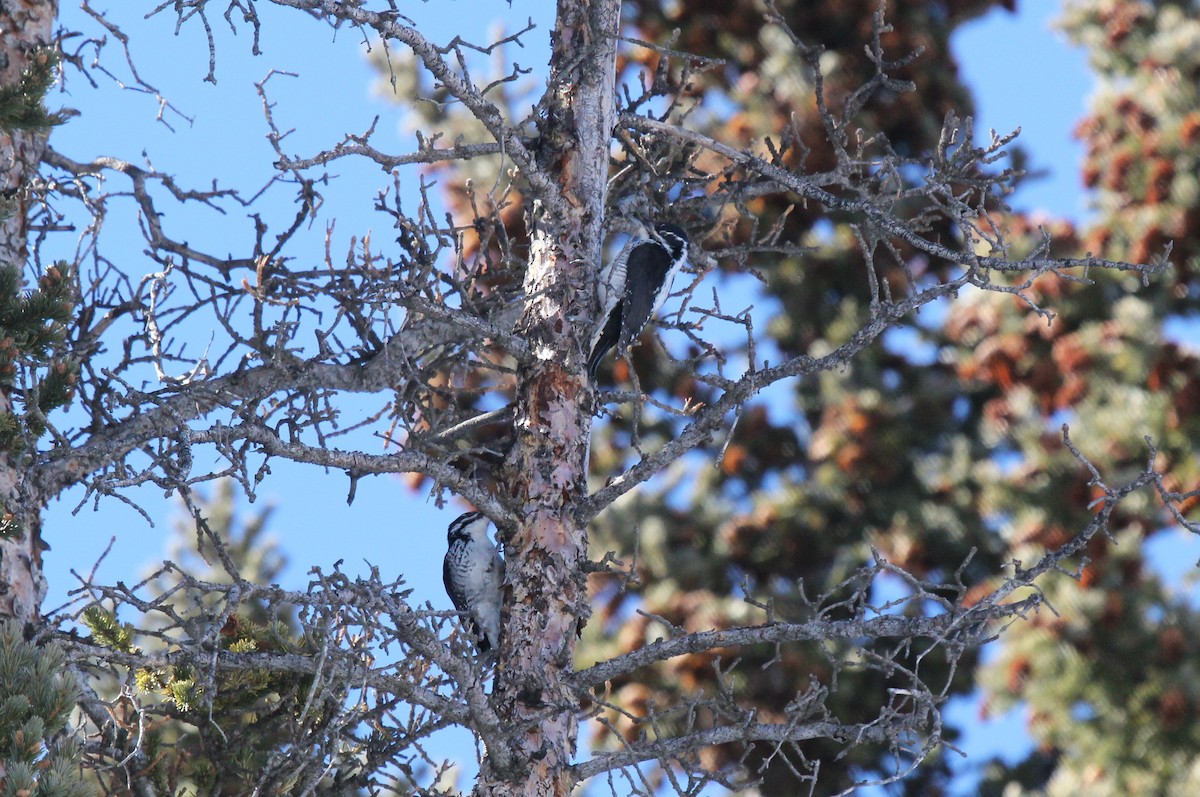 American Three-toed Woodpecker - ML48547571