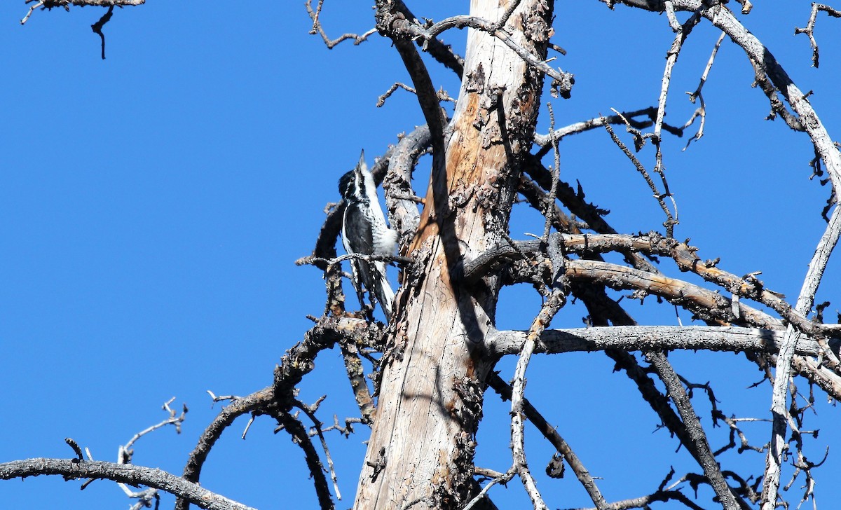 American Three-toed Woodpecker - ML48547601