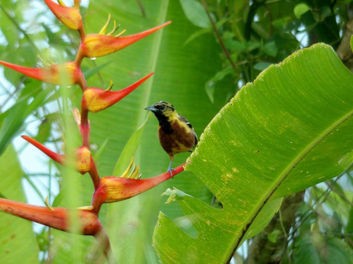 Orchard Oriole - Yorjani Chavarria