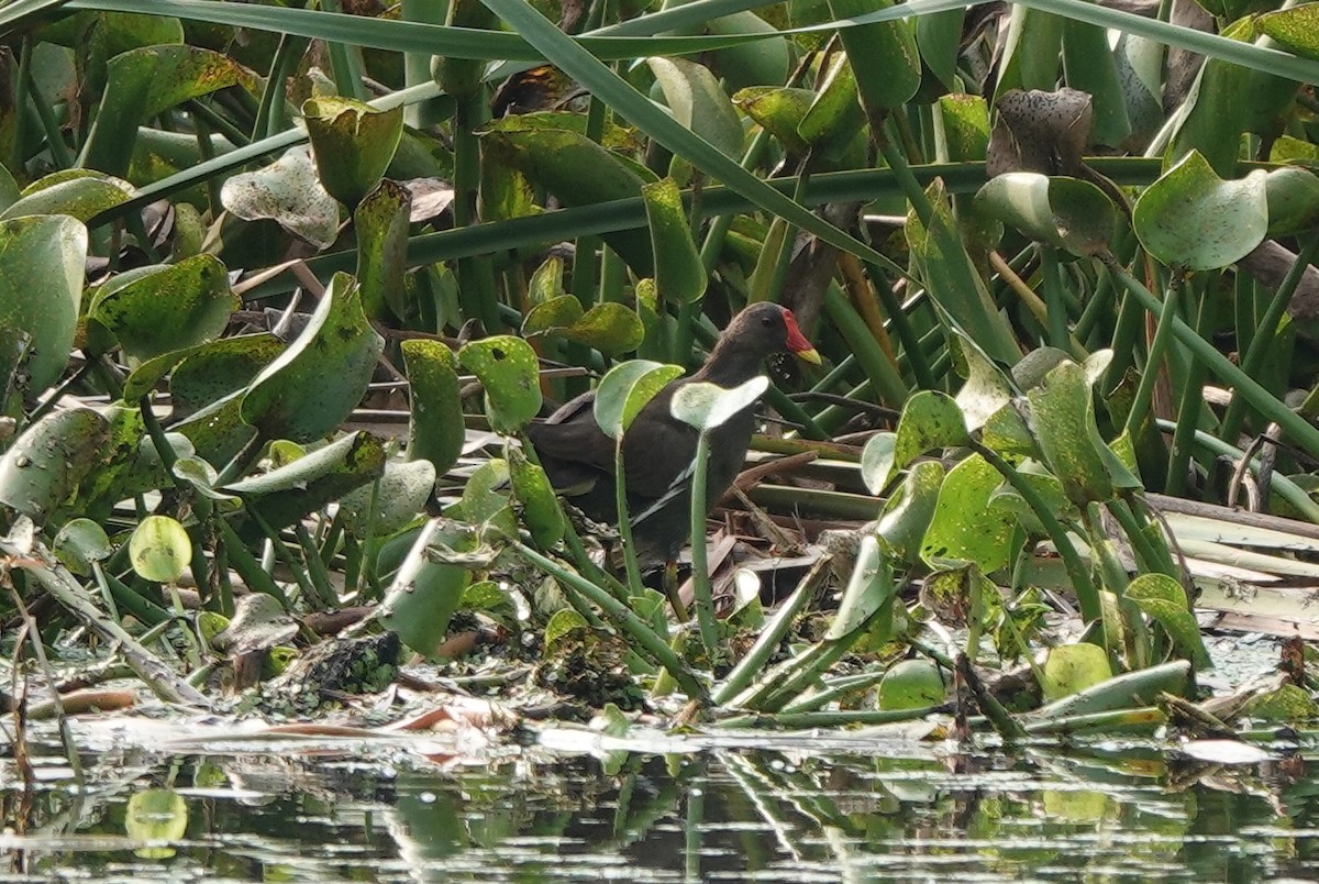 Gallinule poule-d'eau - ML485476371