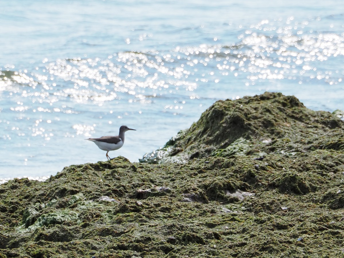 Spotted Sandpiper - ML485476441