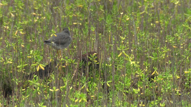 Wandering Tattler - ML485477