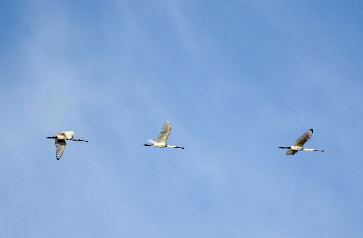 Eurasian Spoonbill - ML485477041