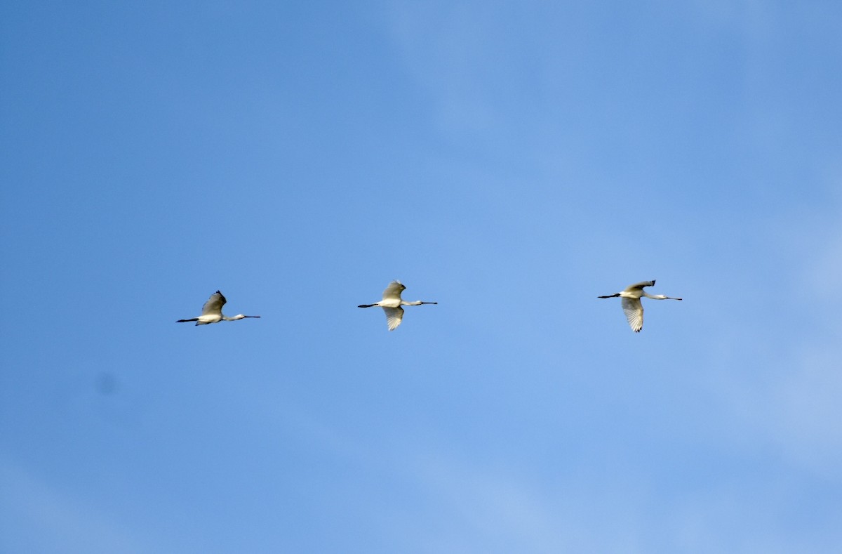 Eurasian Spoonbill - ML485477061