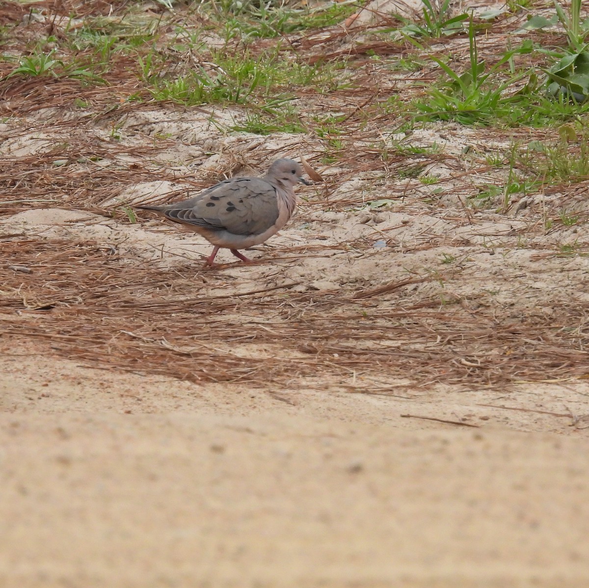 Eared Dove - Selva Pombo