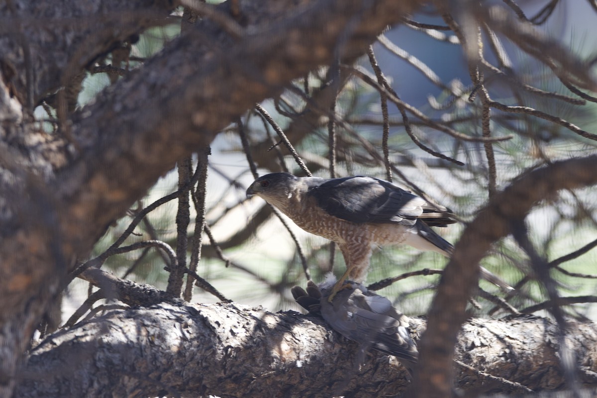 Cooper's Hawk - Wesley Davis