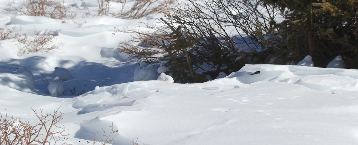 White-tailed Ptarmigan - Doug Kibbe