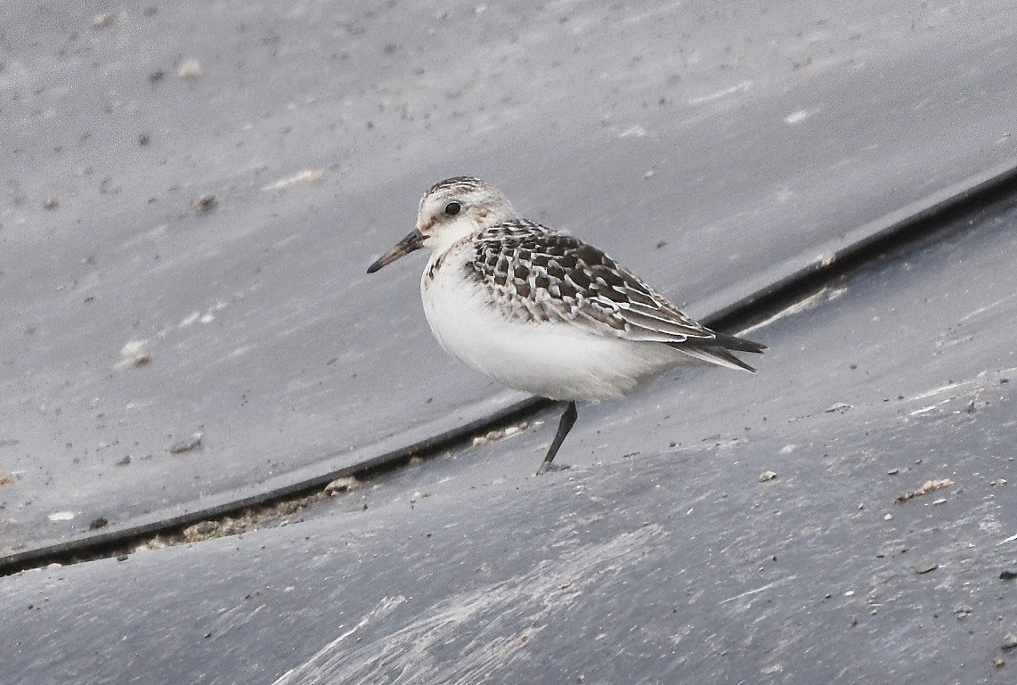 Bécasseau sanderling - ML485479431