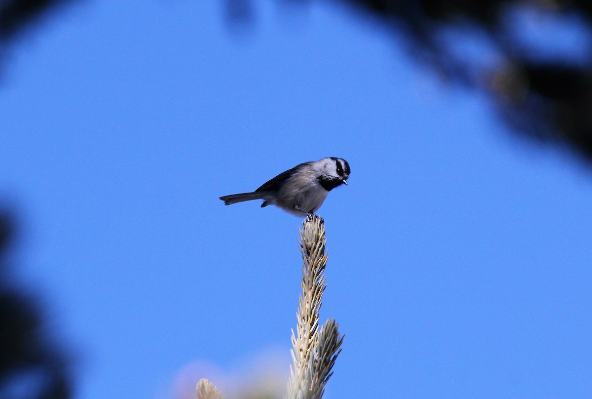 Mountain Chickadee - ML48548051