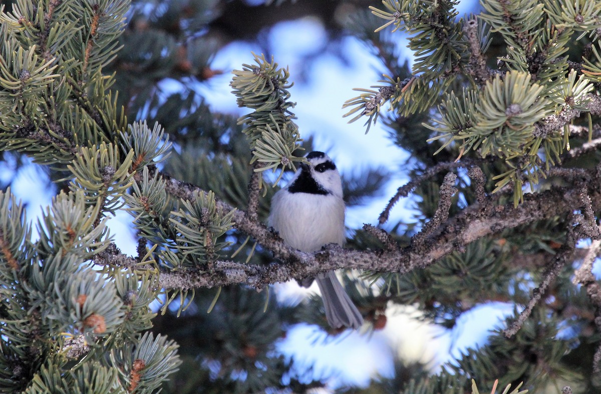 Mountain Chickadee - ML48548141