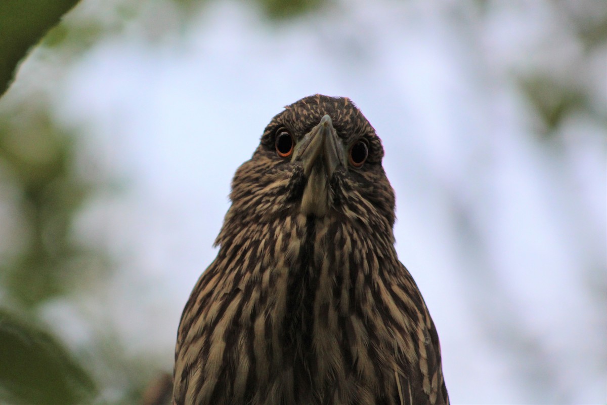 Black-crowned Night Heron - ML485481571