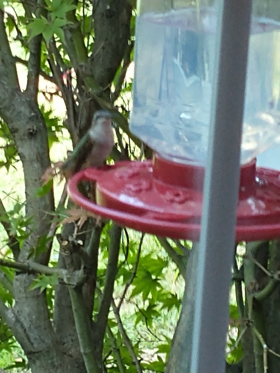 Ruby-throated Hummingbird - ML485482011