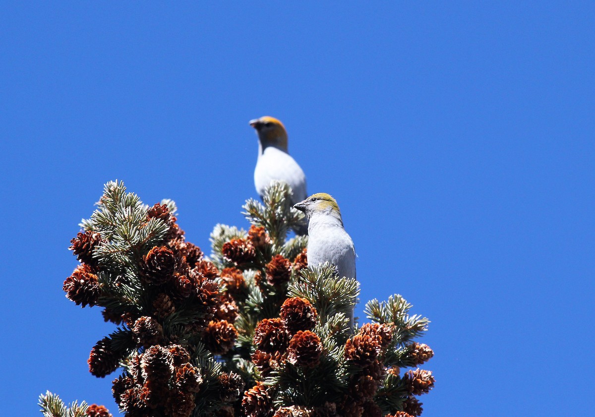 Pine Grosbeak - ML48548241