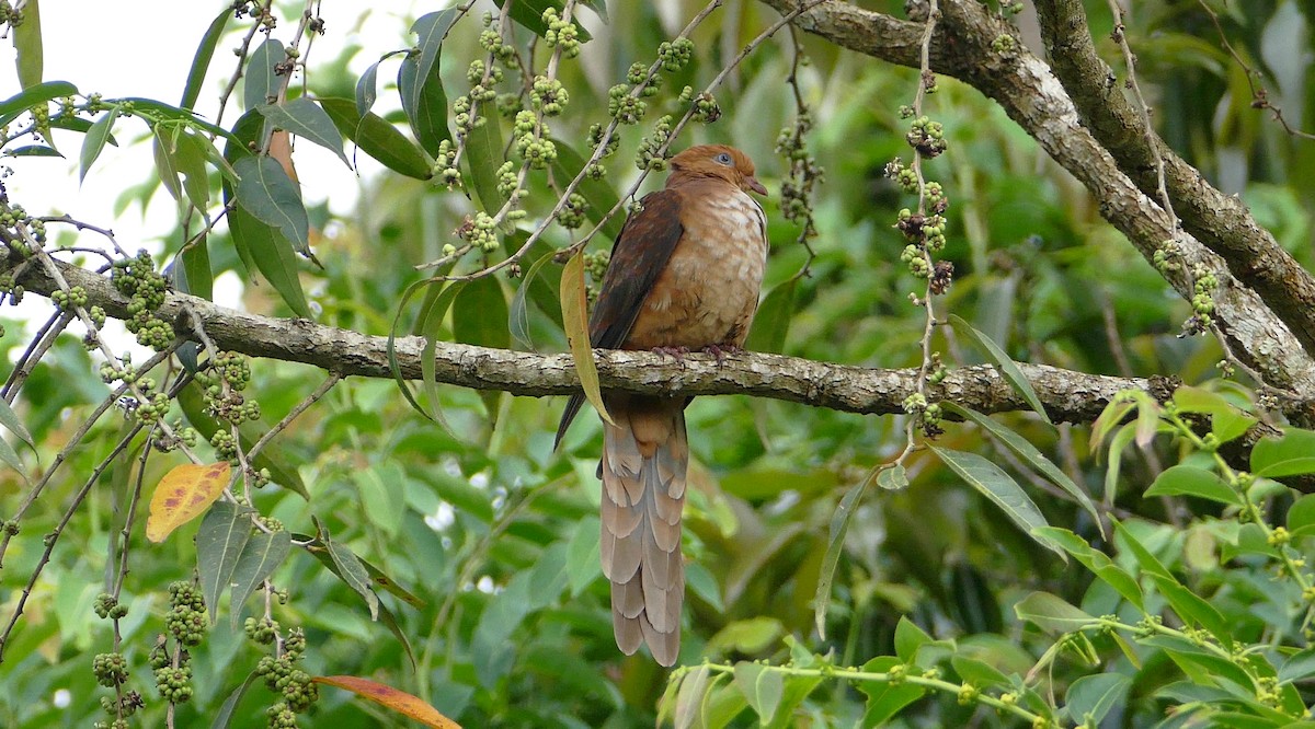 Little Cuckoo-Dove - ML48548561