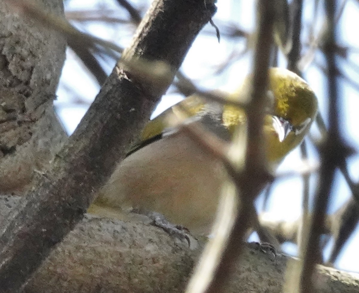 Silvereye - ML485485911