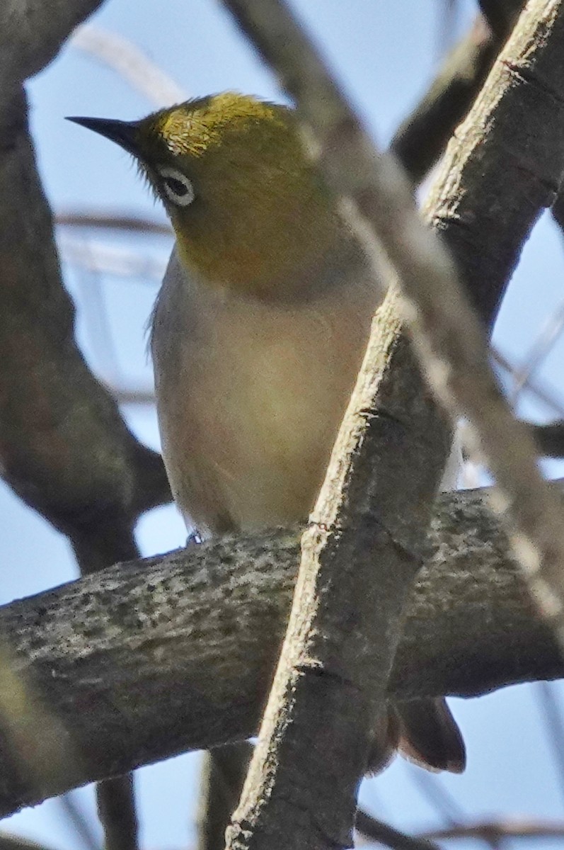 Silvereye - ML485485921