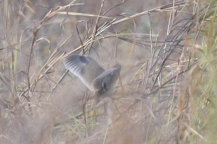 Red-chested Buttonquail - ML485486091