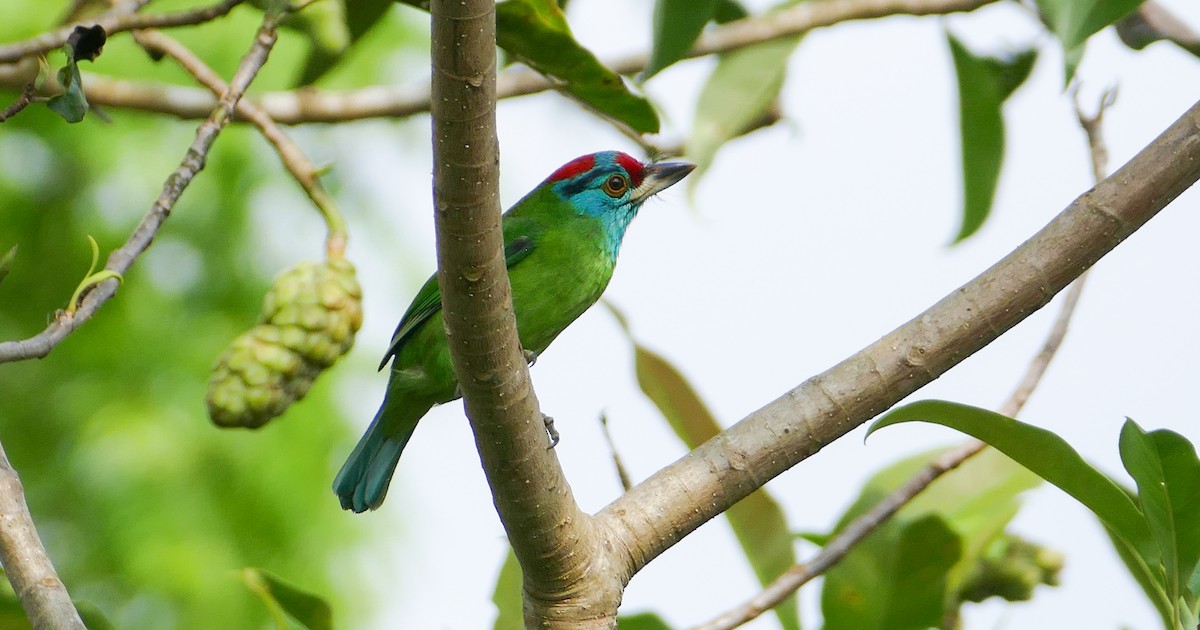 Blue-throated Barbet - Randall Siebert