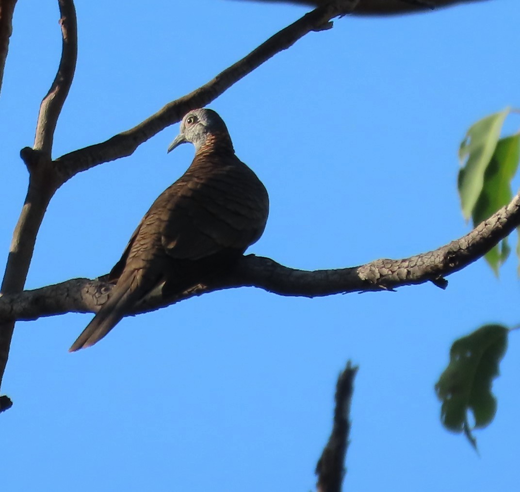 Bar-shouldered Dove - ML485487071