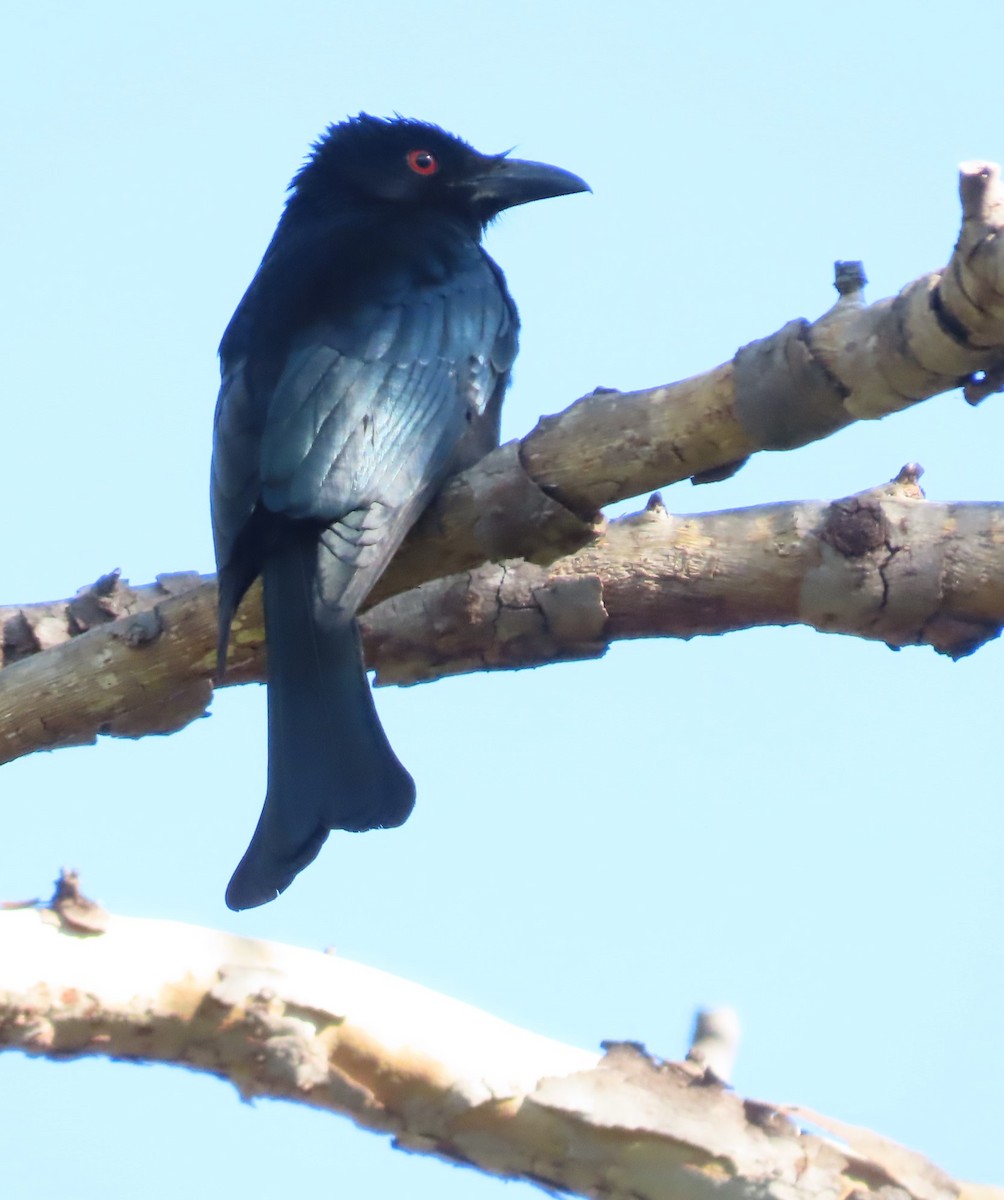 Spangled Drongo - ML485487171