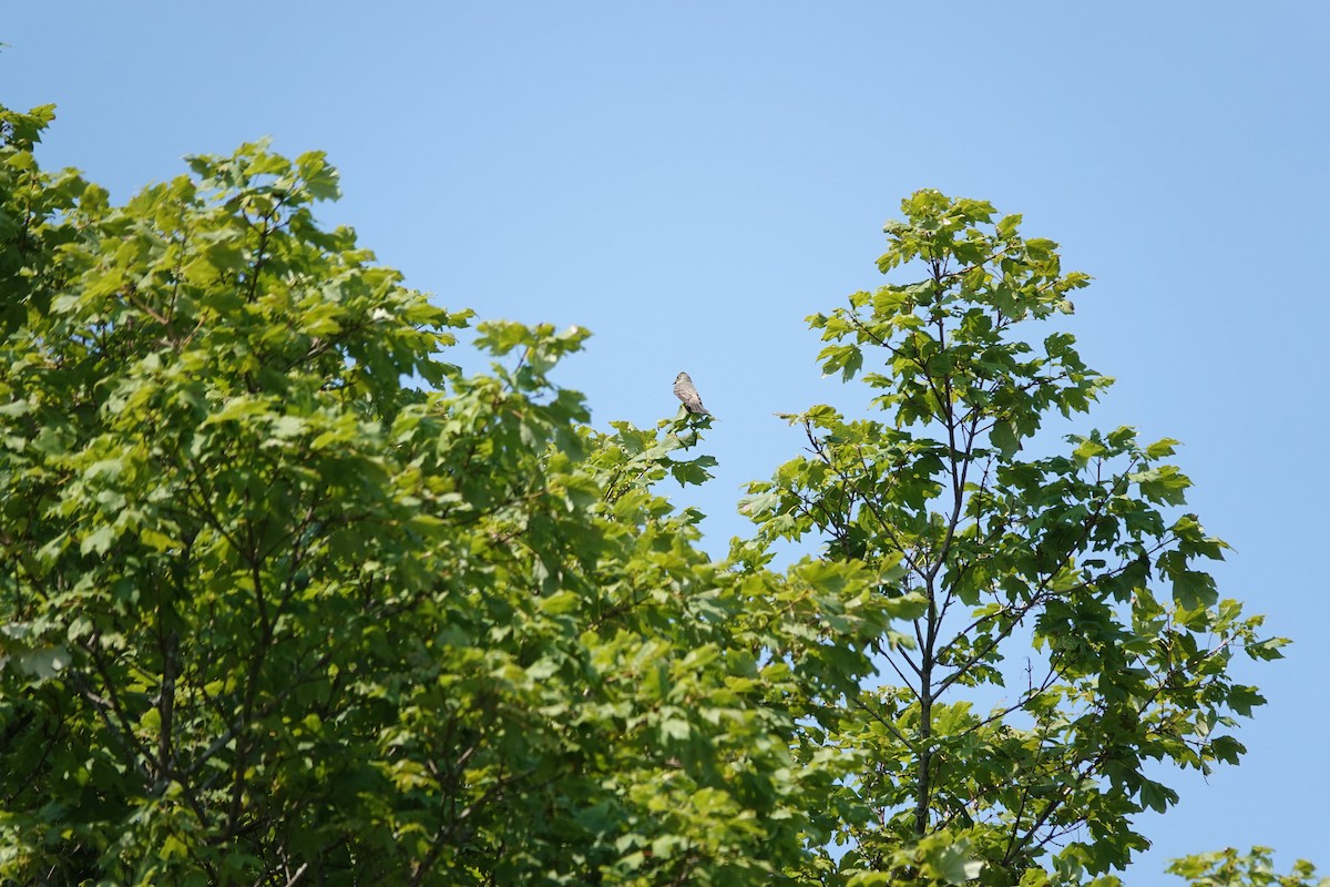 Eastern Wood-Pewee - Jarrett Lewis