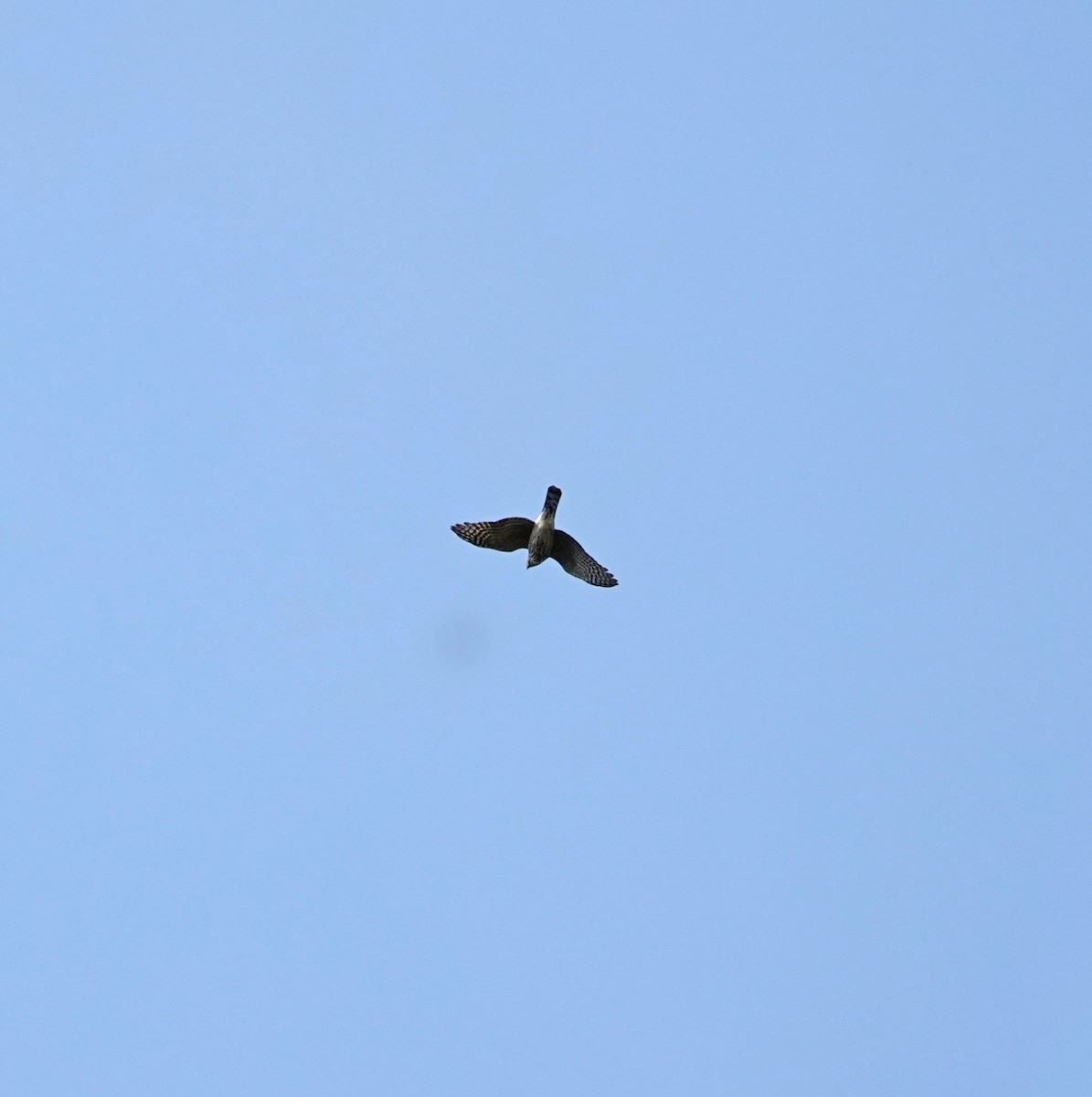 Sharp-shinned Hawk - ML485487321