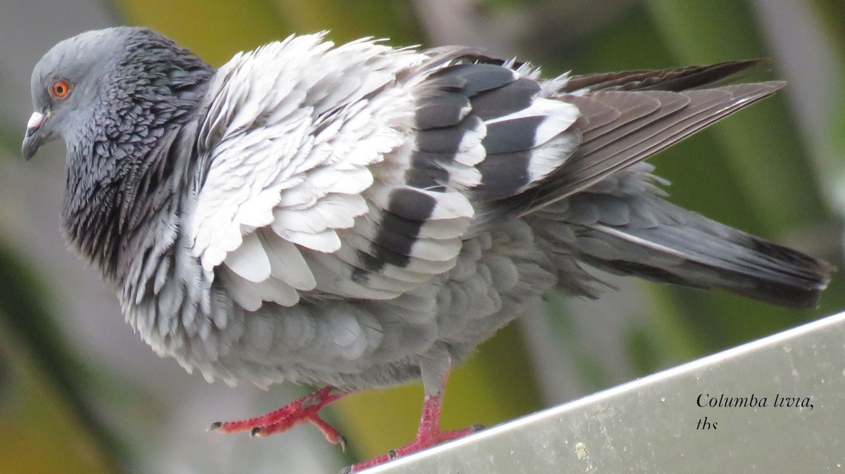Rock Pigeon (Feral Pigeon) - ML485487351