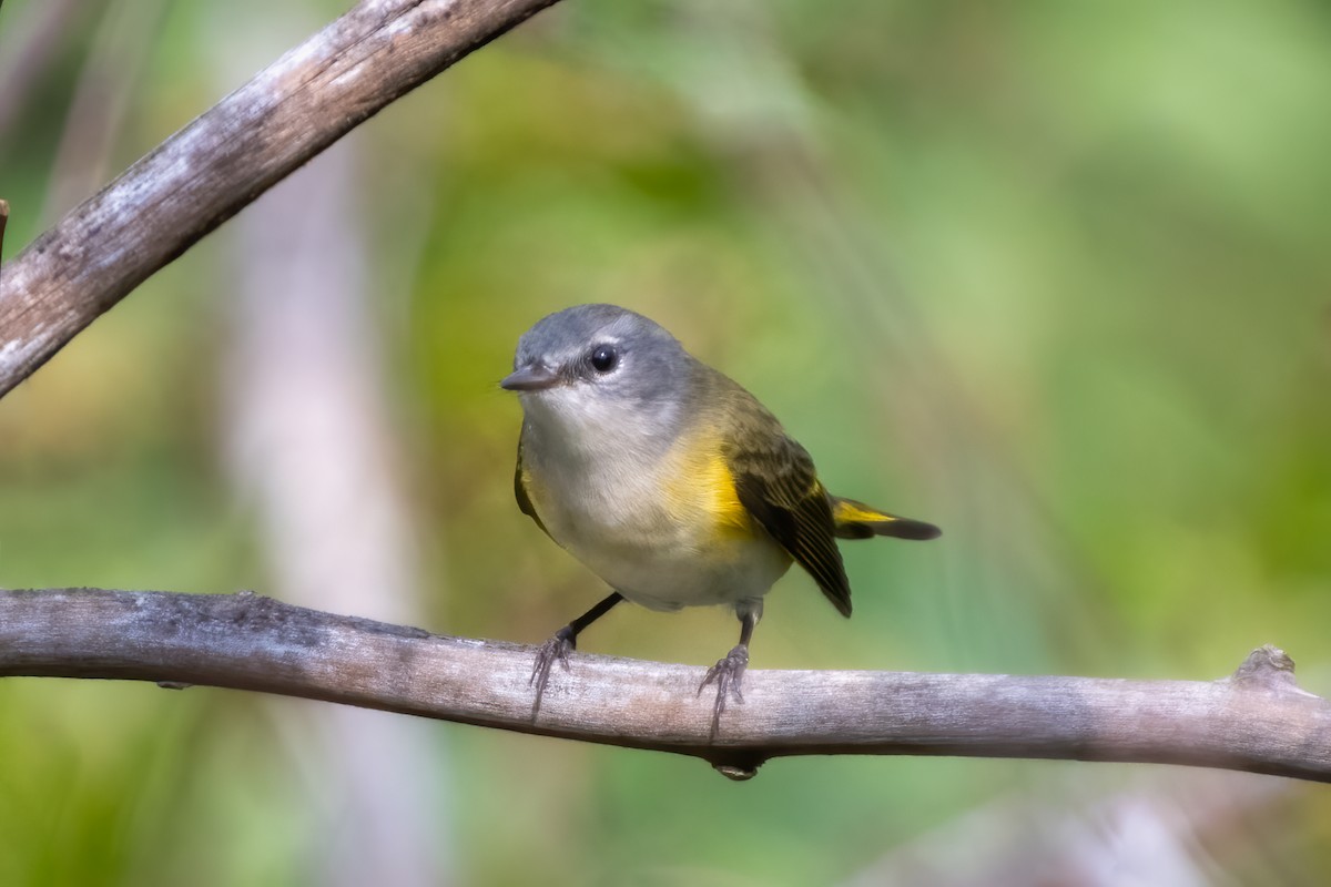 American Redstart - ML485487511