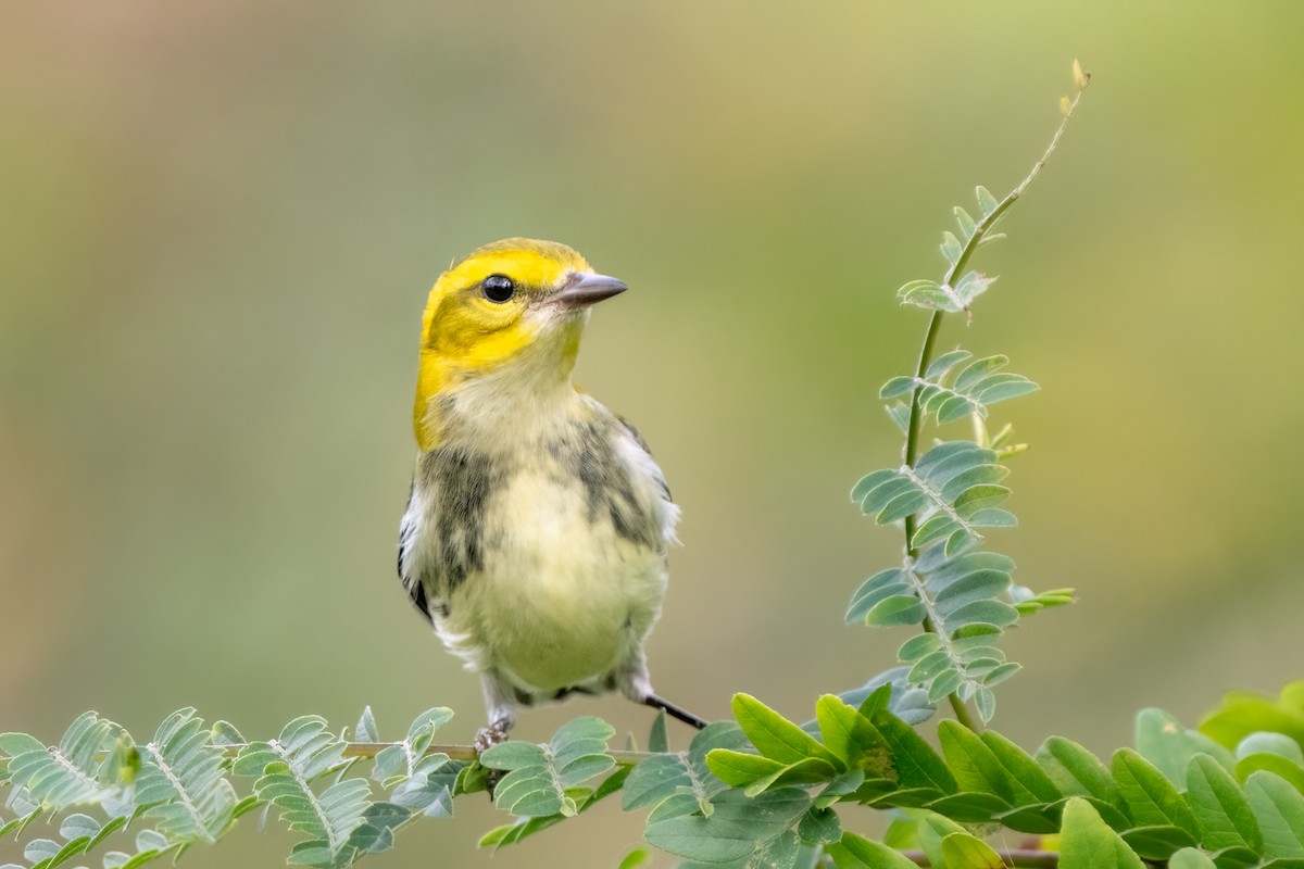 Black-throated Green Warbler - ML485487581