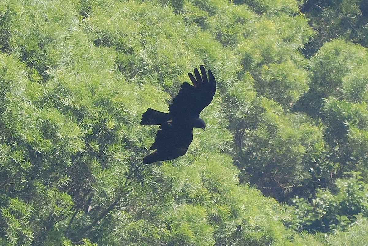 Black Eagle - ML485488921