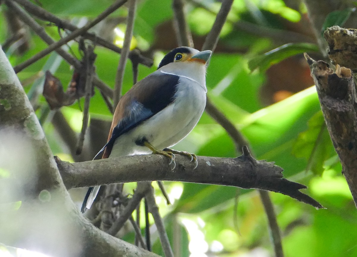 Silver-breasted Broadbill - ML48548921