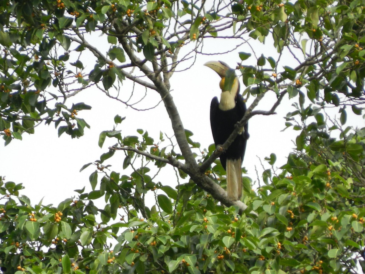 Wreathed Hornbill - ML485489601