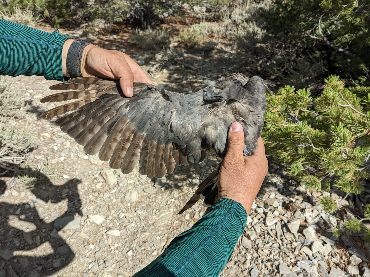 Cooper's Hawk - ML485490901