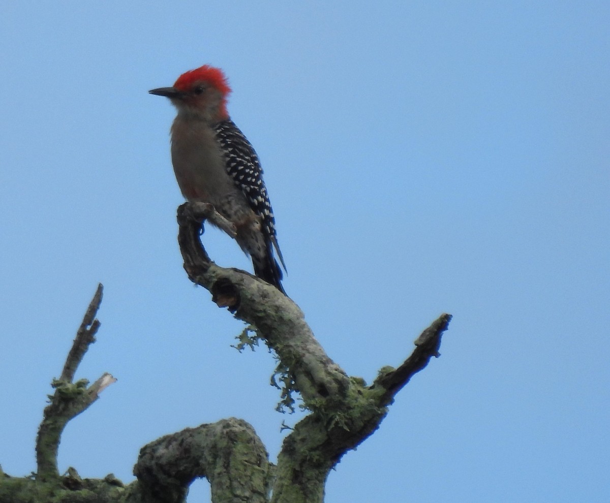 Red-bellied Woodpecker - ML485491051