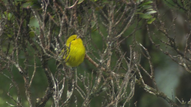 Gelbkleidervogel - ML485493