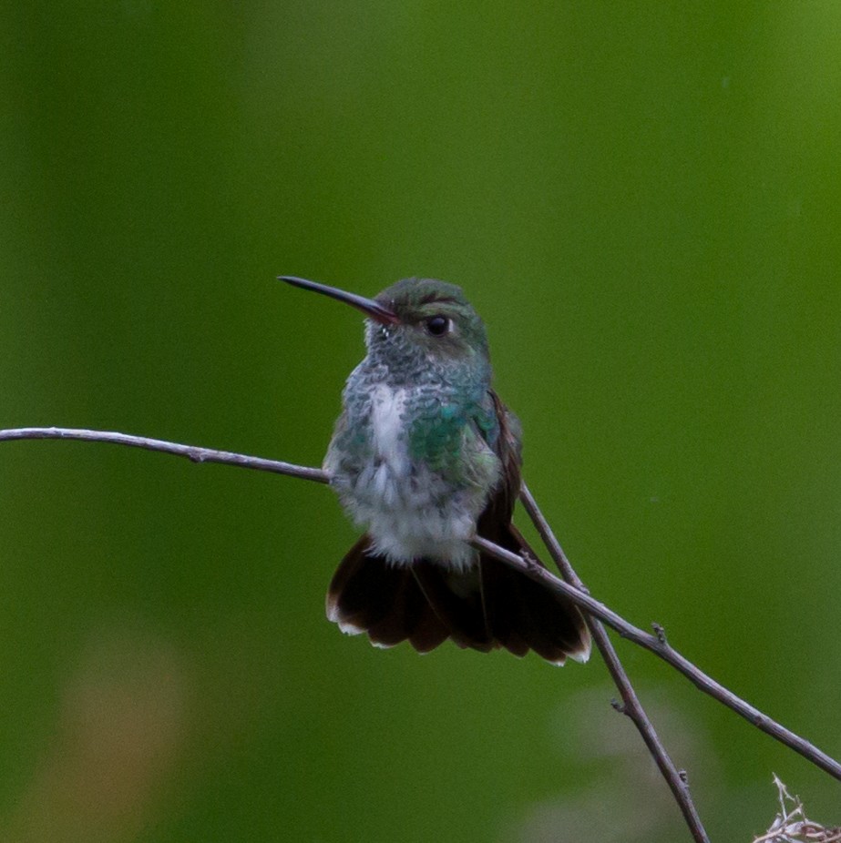 kolibřík zrcadlový - ML48549381
