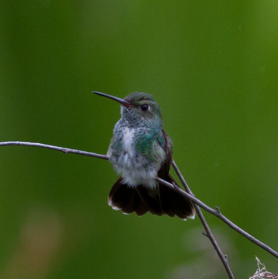 Glittering-throated Emerald - ML48549381